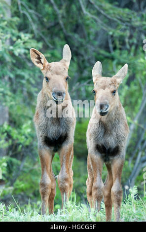 Two calf moose in the spring, Kenai Peninsula Alaska. Stock Photo