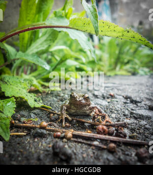 A Japanese brown frog (Rana japonica) resting on wet ground beneath a large leaf that acts as an umbrella. Stock Photo