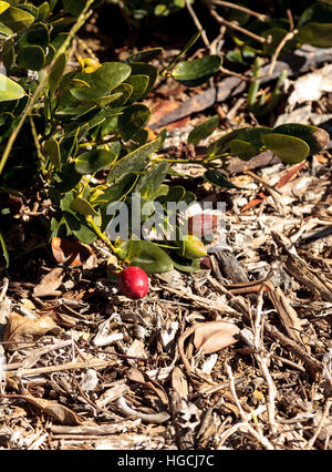 Natal plums Carissa macrocarpa found along the Southern California coastline at the beach Stock Photo