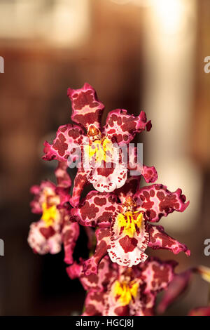 Pink spotted Cattleya orchid flower blooms in a botanical garden in Hawaii in the winter. Stock Photo