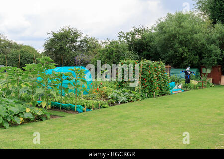 A well kept tidy British allotment full of freshly growing vegetables Stock Photo