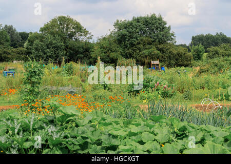 A well kept tidy British allotment full of freshly growing vegetables Stock Photo