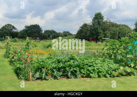 A well kept tidy British allotment full of freshly growing vegetables Stock Photo