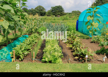 A well kept tidy British allotment full of freshly growing vegetables Stock Photo