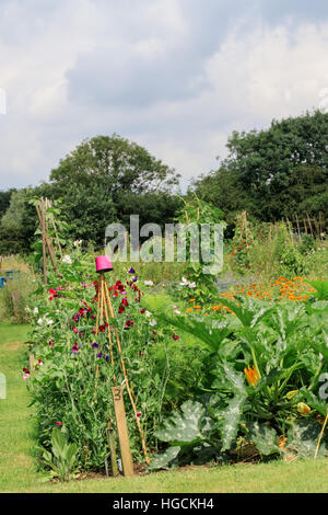 A well kept tidy British allotment full of freshly growing vegetables Stock Photo