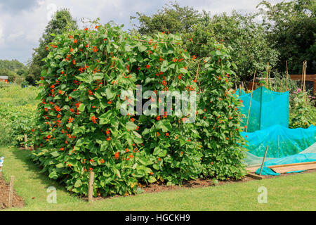 A well kept tidy British allotment full of freshly growing vegetables Stock Photo