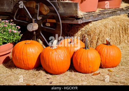 Arrangement of pumpkins around am old farm wagon Stock Photo