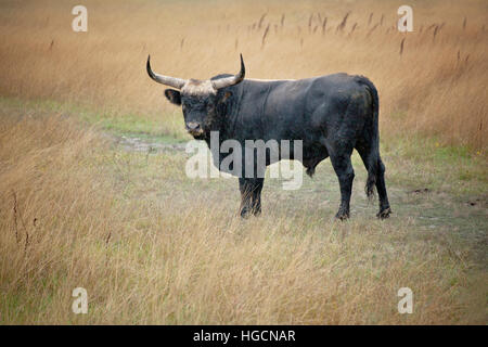 Reconstructed aurochs at the Hortobágy National Park