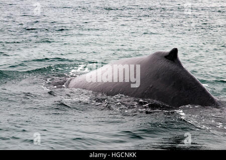 Humpback Whales blowing and diving in Icy Strait. Glacier Bay National Park adn Preserve. Chichagof Island. Juneau. Southeast Alaska. Today is the ult Stock Photo