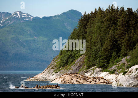 A colony of Steller Sea Lions (Eumetopias jubatus) on South Marble Island in Glacier Bay National Park, Alaska. USA. Northern (Steller) sea lions (Eum Stock Photo