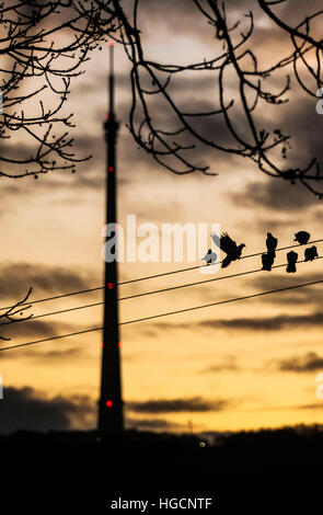 Birds roost at sunset near Emley Moor transmitting station, a telecommunications and broadcasting facility on Emley Moor in Kirklees, West Yorkshire. Stock Photo