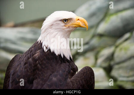 Bald Eagle, Haliaeetus leucocephalus closeup. Marble Island in Glacier Bay National Park, Alaska. USA. Also known as an American Eagle, with an iconic Stock Photo