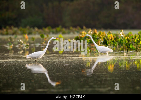 A pair of Great Egrets hunt in the shallow water with green water plants in the background. Stock Photo