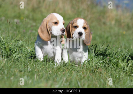 Dog Beagle two puppy puppies sitting in a meadow face Stock Photo