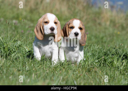 Dog Beagle two puppy puppies sitting in a meadow face Stock Photo