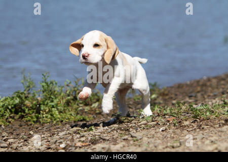 Dog Beagle puppy running at the water's edge profile Stock Photo