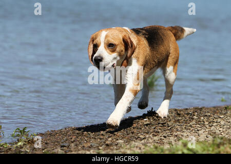 Dog Beagle adult running at the water's edge Stock Photo