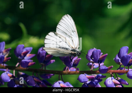 Beautiful cabbage white butterfly on blue lupine against green nature background Stock Photo