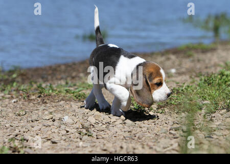 Dog Beagle puppy running at the water's edge profile Stock Photo