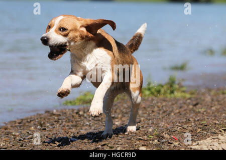 Dog Beagle adult running at the water's edge Stock Photo