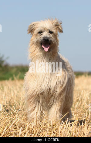 Dog Pyrenean Shepherd adult standing In a straw field face fawn Stock Photo