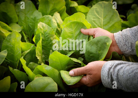 Fresh and organic spinach leaves holding by hand in garden Stock Photo