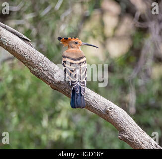 A Hoopoe bird perched on a branch in Southern Africa Stock Photo