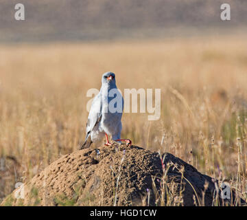 A Southern Pale Chanting Goshawk perched on a termite mound in Southern African savannah Stock Photo