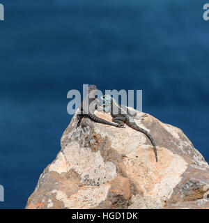 Black Girdled Lizard and Southern Rock Agama on a rocky outcrop over the ocean in Southern Africa Stock Photo
