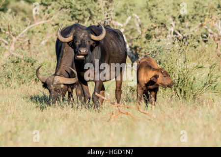 Family of African Buffalo with calf in the Southern African savanna Stock Photo