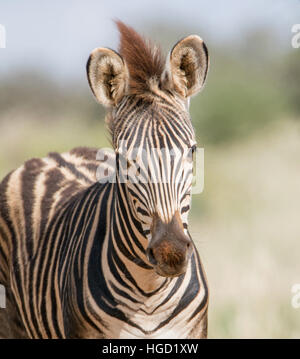 A young Burchell's Zebra in Southern African savannah Stock Photo