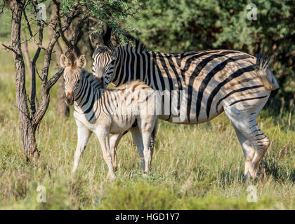 Burchell's Zebra mother and foal in Southern African savannah