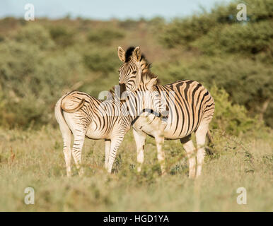 A Burchell's Zebra mother and foal standing in Southern African savannah