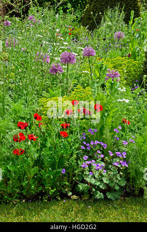 Colourful mixed planted flower border including Ladybird Poppies, Allium and grasses, Stock Photo