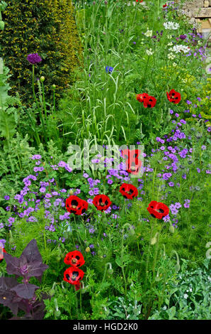 Colourful mixed planted flower border including Ladybird Poppies, Allium and grasses in a cottage garden Stock Photo