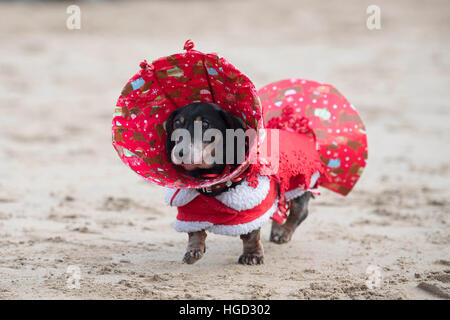 A dachshund sausage dog dressed in christmas fancy dress as a christmas cracker. Stock Photo