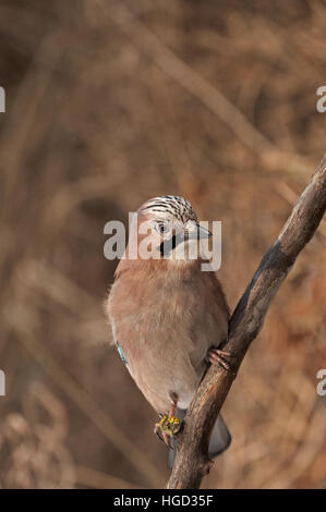Eurasian Jay (Garrulus glandarius) sitting on a branch and looking on right side.December in Poland.Vertical view. Stock Photo