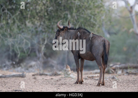 single blue Wildebeest Connochaetes taurinus with oxpeckers on its back standing in profile Stock Photo