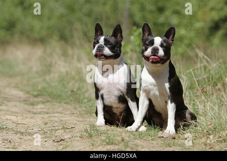 Dog Boston Terrier black with white in a meadow sitting two adult adults Stock Photo