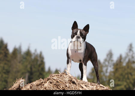 Dog Boston Terrier adult adults black with white standing face Stock Photo