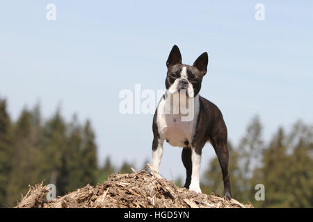 Dog Boston Terrier adult adults black with white standing face Stock Photo