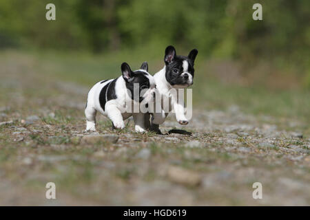Dog French Bulldog / Bouledogue �������ç������ two puppy black and white running Stock Photo