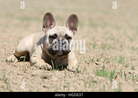 Dog French Bulldog / Bouledogue �������ç������ adult lying on a filed Fawn face Stock Photo