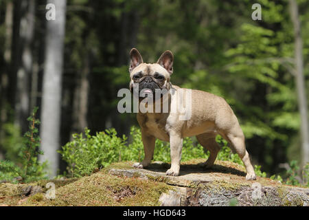 Dog French Bulldog / Bouledogue Français adult standing on a tree  fawn profile Stock Photo