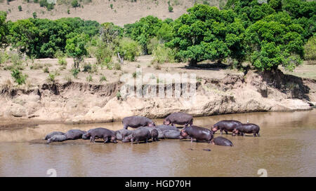 Hippopotamus (Hippopotamus Ampibius) Stock Photo