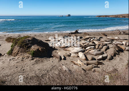 A small group of elephant seals (Mirounga angustirostris) sunbathing at the beach in Ano Nuevo State Reserve, California. Stock Photo