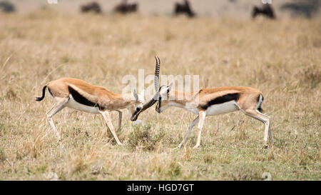 Thomsons Gazelle (Eudorcas thomsoni) Fighting Stock Photo
