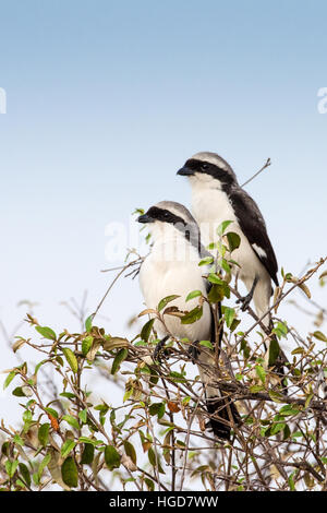 Northern White-crowned Shrike, (Eurocephalus rueppelli) Pair Stock Photo