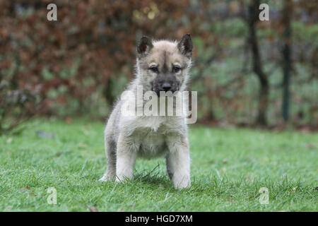 Dog dogs  Greenland  /  puppy in a meadow standing Stock Photo