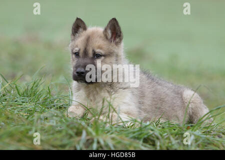 Dog dogs  Greenland  /  puppy in a meadow lying Stock Photo